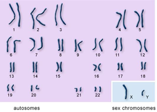 ORIGEN Y EVOLUCIÓN DE LA HUMANIDAD 1