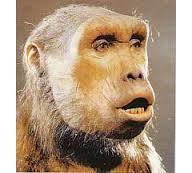 ORIGEN Y EVOLUCIÓN DE LA HUMANIDAD 1