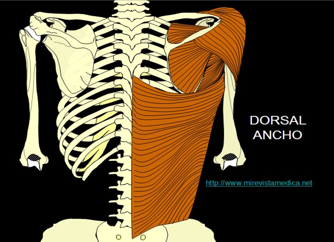 SISTEMA MUSCULAR