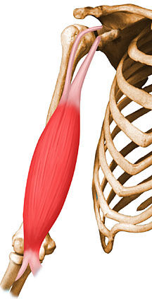 SISTEMA MUSCULAR