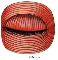 SISTEMA MUSCULAR