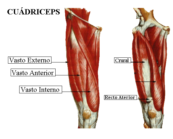 SISTEMA MUSCULAR