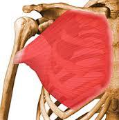 SISTEMA MUSCULAR