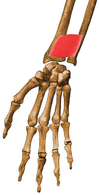 SISTEMA MUSCULAR