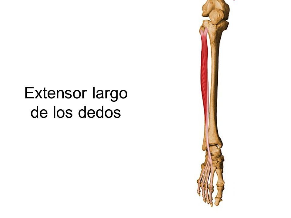 SISTEMA MUSCULAR