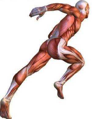 SISTEMA MUSCULAR
