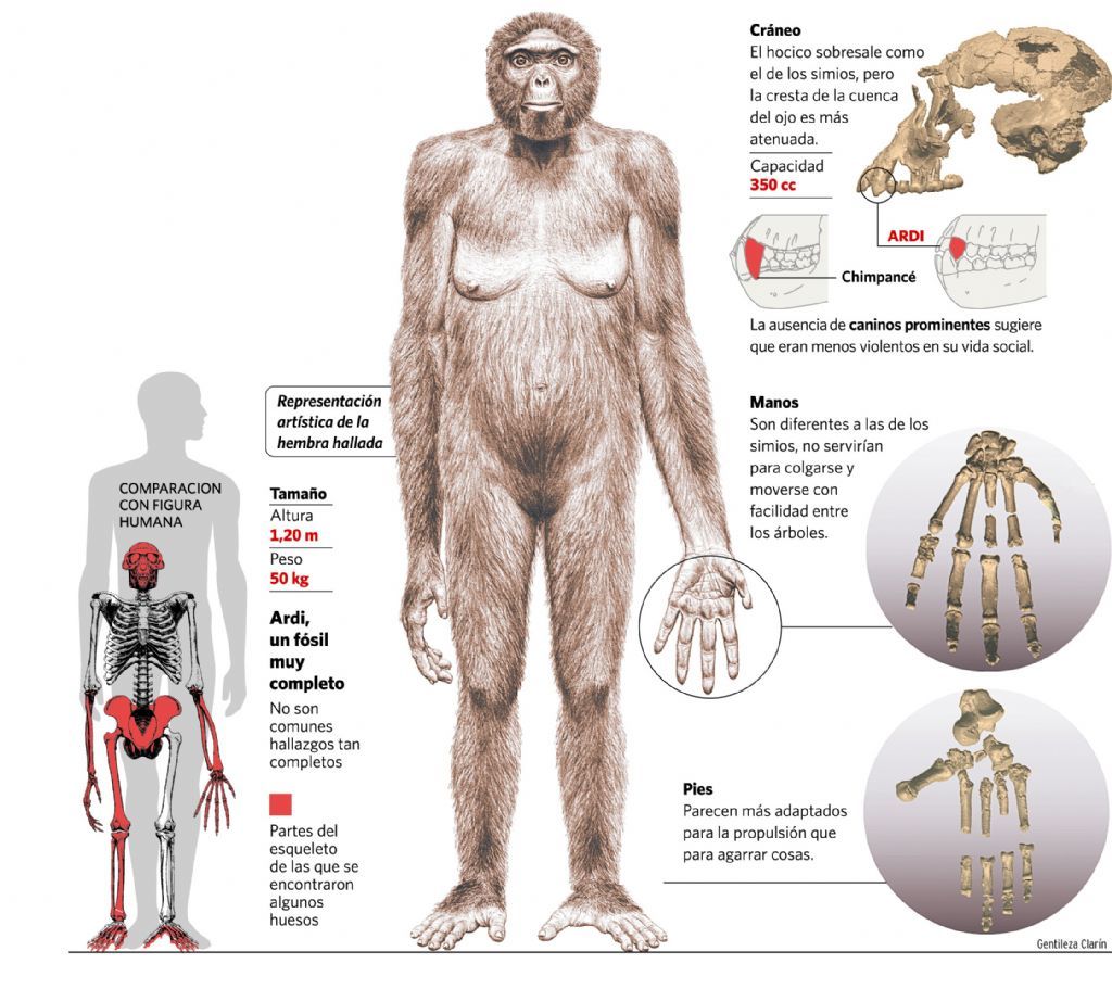 ORIGEN Y EVOLUCIÓN DE LA HUMANIDAD 1