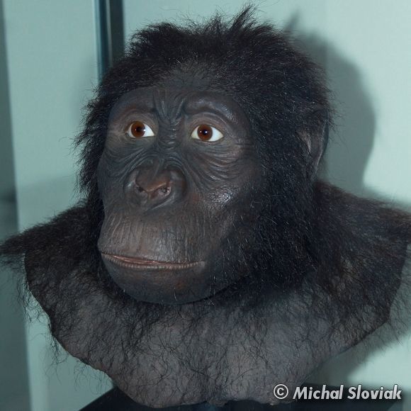ORIGEN Y EVOLUCIÓN DE LA HUMANIDAD 1