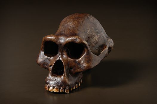 ORIGEN Y EVOLUCIÓN DE LA HUMANIDAD 1