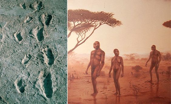ORIGEN Y EVOLUCIÓN DE LA HUMANIDAD 1