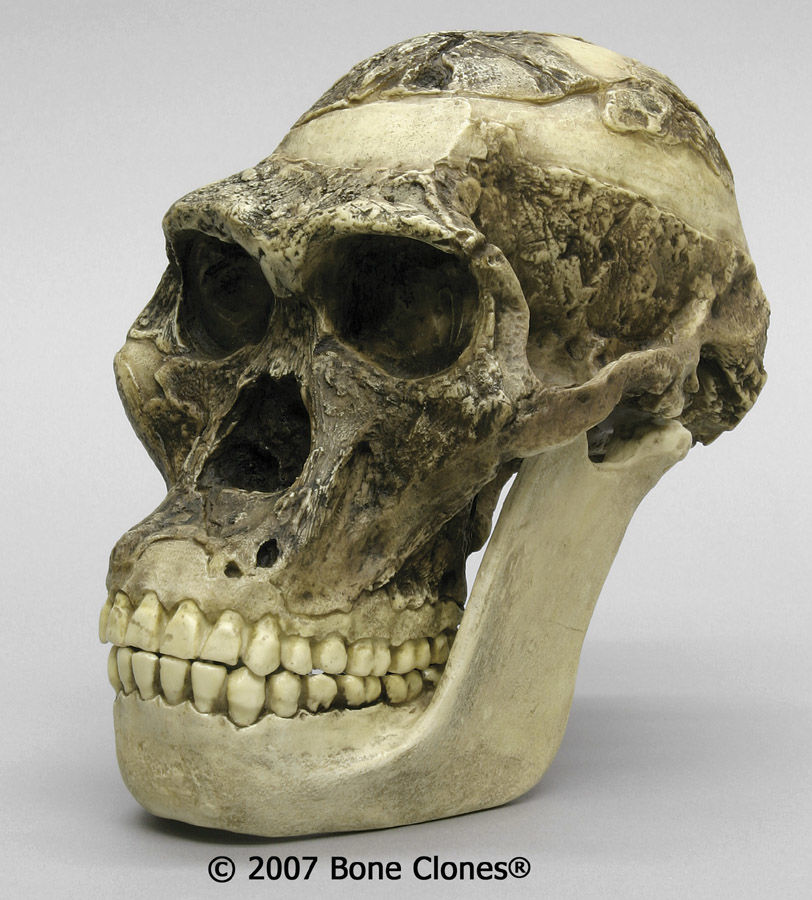 ORIGEN Y EVOLUCIÓN DE LA HUMANIDAD 1