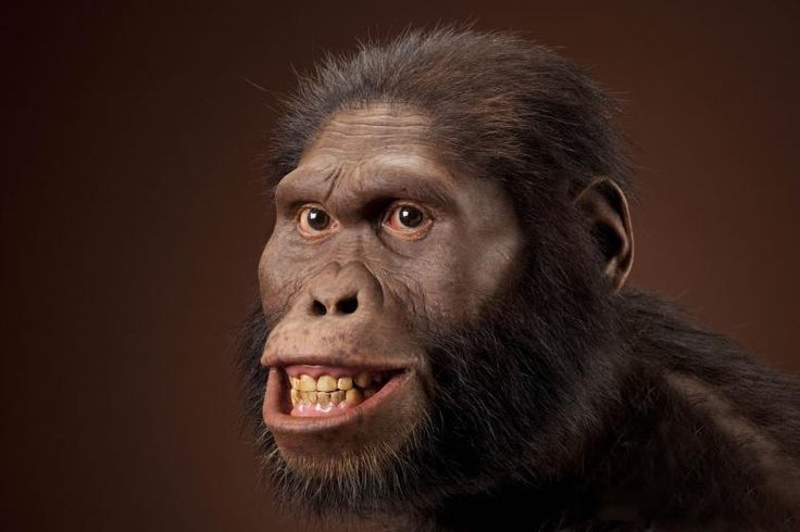 ORIGEN Y EVOLUCIÓN DE LA HUMANIDAD 1