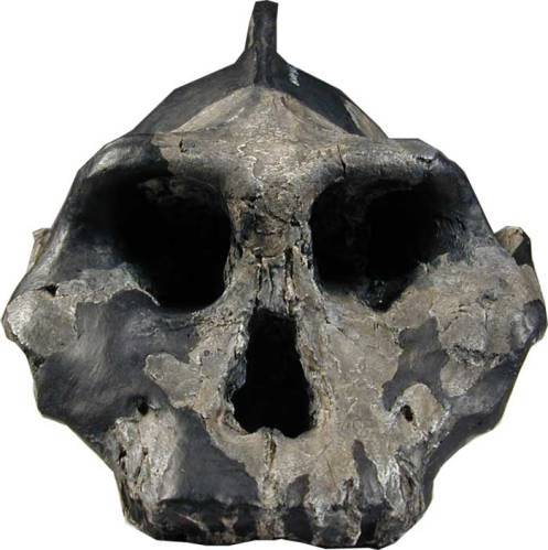 ORIGEN Y EVOLUCIÓN DE LA HUMANIDAD 1