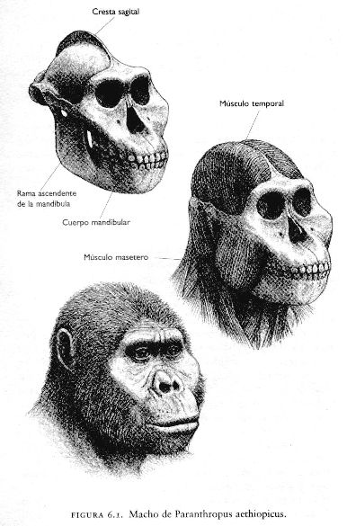 ORIGEN Y EVOLUCIÓN DE LA HUMANIDAD 1