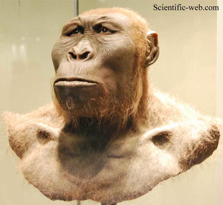 ORIGEN Y EVOLUCIÓN DE LA HUMANIDAD 1