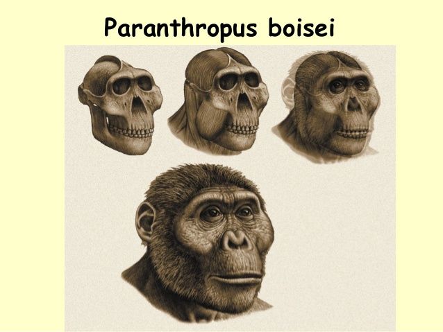 ORIGEN Y EVOLUCIÓN DE LA HUMANIDAD 1