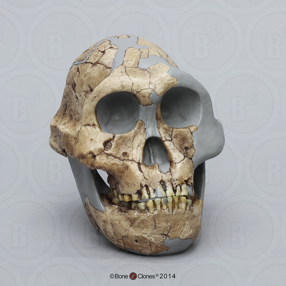 ORIGEN Y EVOLUCIÓN DE LA HUMANIDAD 1