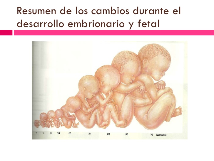 FORMACIÓN DE UNA NUEVA VIDA NACIMIENTO Y DESARROLLO FÍSICO EN LOS PRIMEROS TRES AÑOS