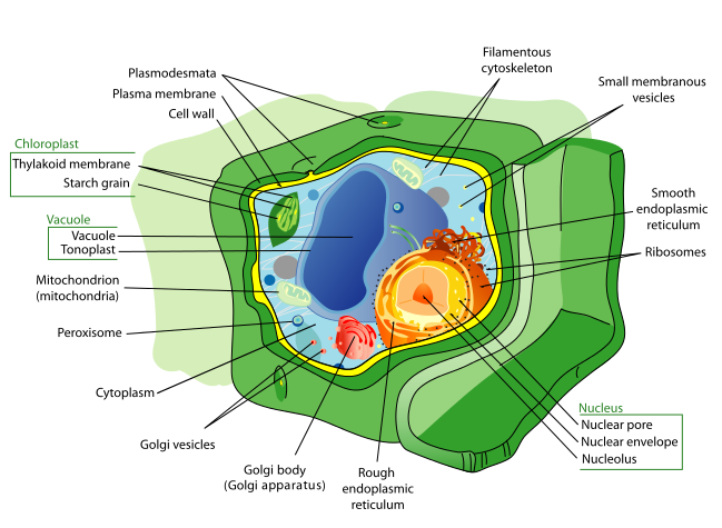 Differences between plant and animal cells