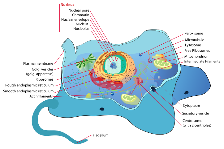 Differences between plant and animal cells