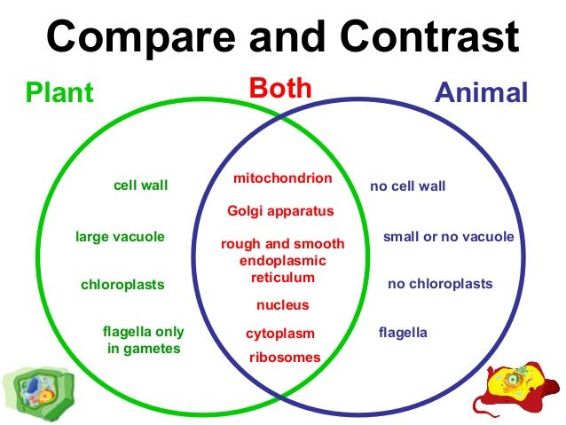 Differences between plant and animal cells