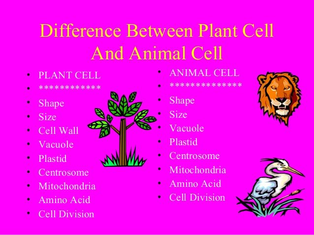 Differences between plant and animal cells