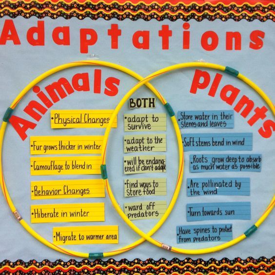 Differences between plant and animal cells
