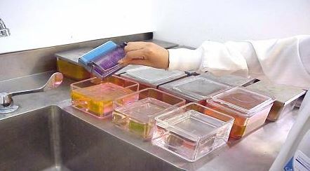 COLORANTES, TINCIONES DE RUTINA Y ESPECIALES EN HISTOQUÍMICA
