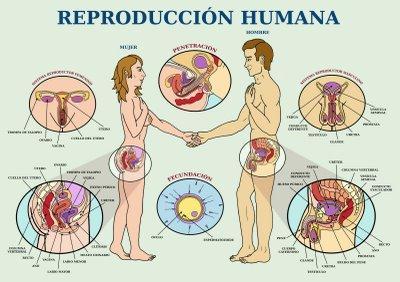 Principios del estado para trabajar la salud sexual y reproductiva