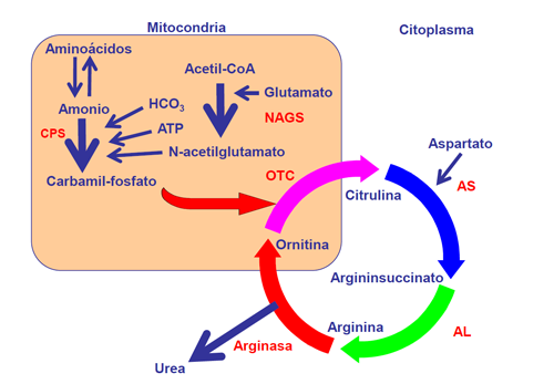 ciclo de la urea o ciclo de la ornitina