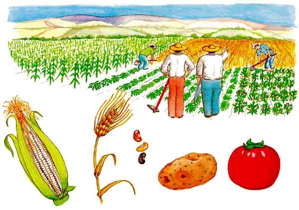 Territorialización de los proyectos populares y construcción de la paz en la Región Centro y Bogotá