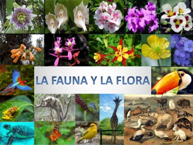 Diversidad de la flora y de la fauna en los desiertos ecuatorianos