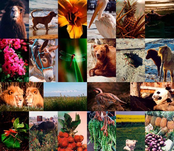 Diversidad de la flora y de la fauna en los desiertos ecuatorianos