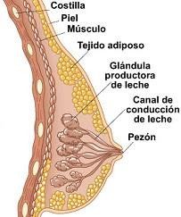CAMBIOS HORMONALES DURANTE EL EMBARAZO