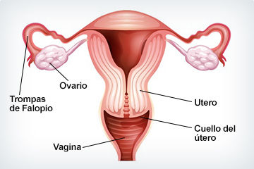 CAMBIOS HORMONALES DURANTE EL EMBARAZO