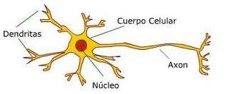 El Sistema Nervioso