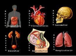 El Sistema Muscular