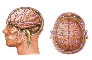 El Sistema Muscular