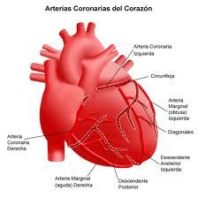 El Sistema Muscular