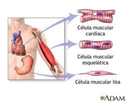 El Sistema Muscular