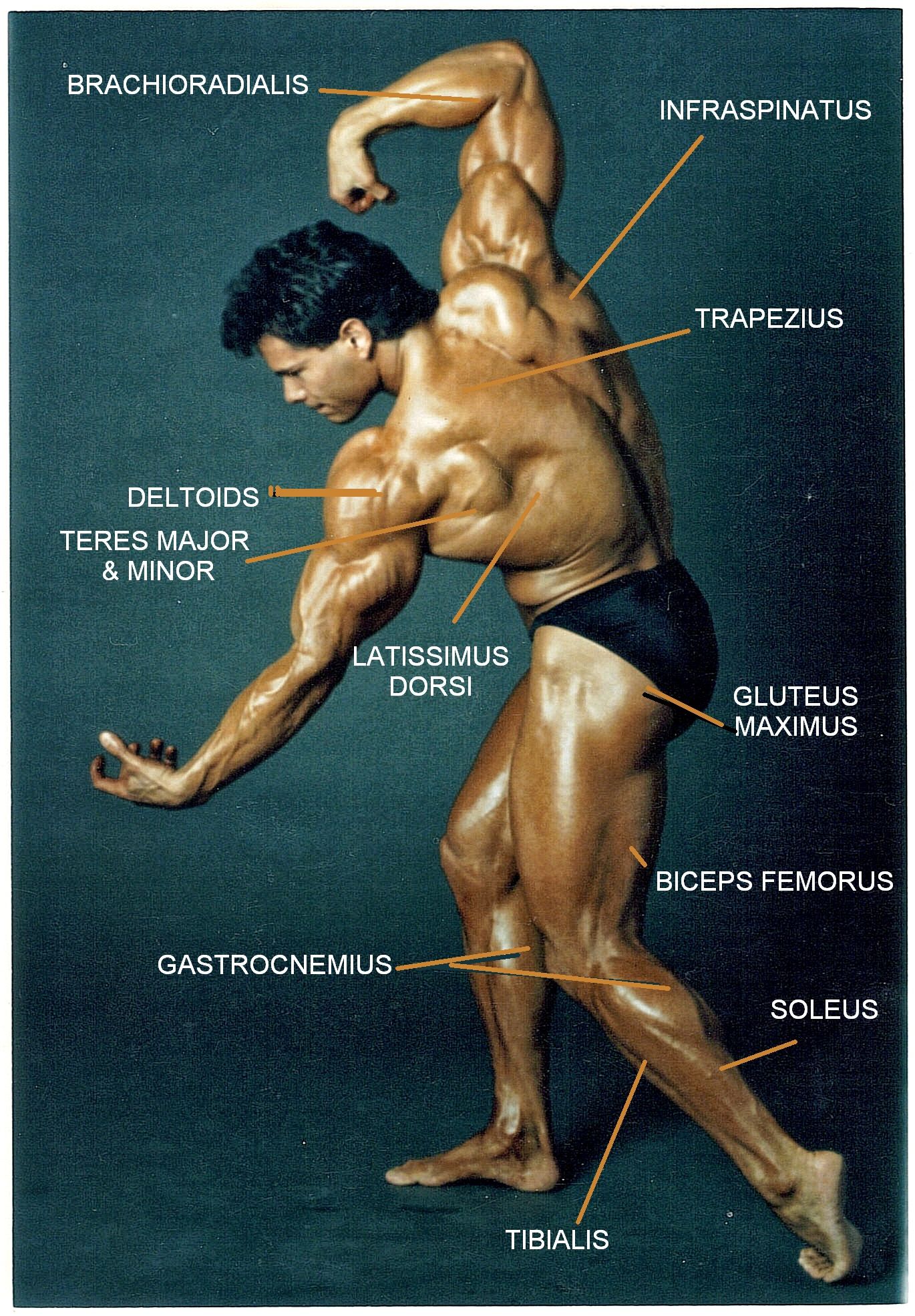 El Sistema Muscular