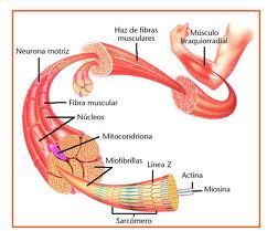 El Sistema Muscular