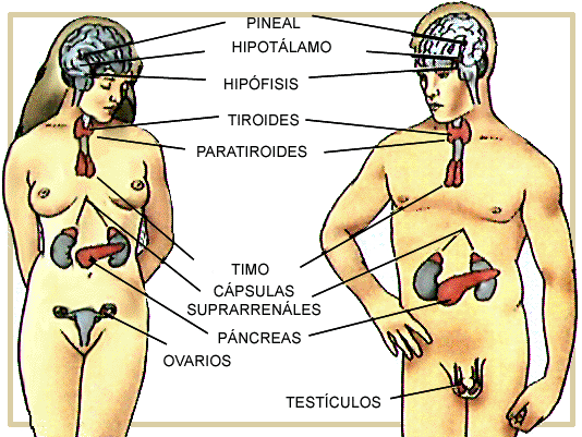 El Sistema Endocrino