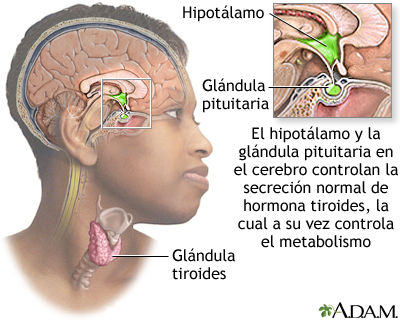 El Sistema Endocrino