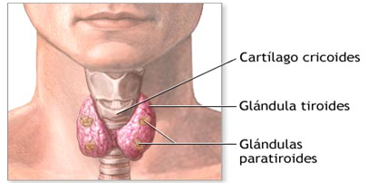 El Sistema Endocrino