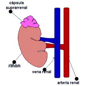 El Sistema Endocrino
