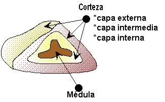 El Sistema Endocrino