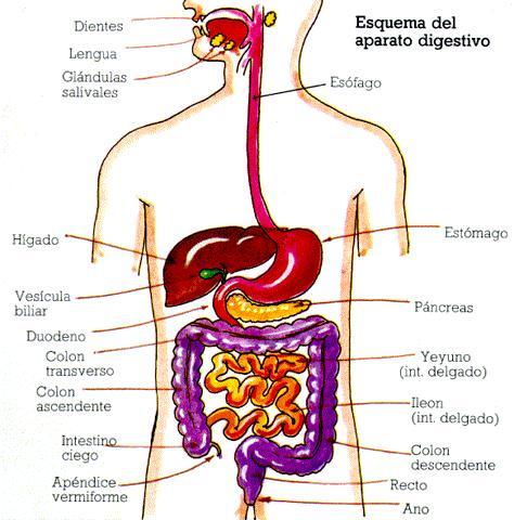 El Sistema Digestivo