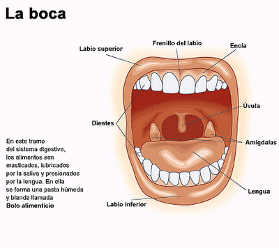 El Sistema Digestivo