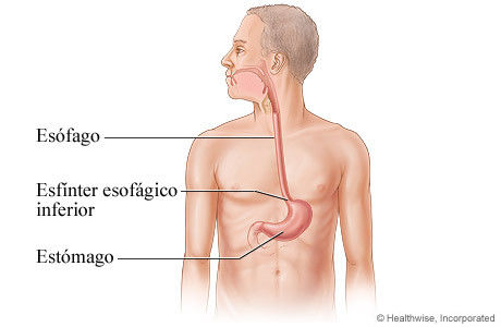 El Sistema Digestivo